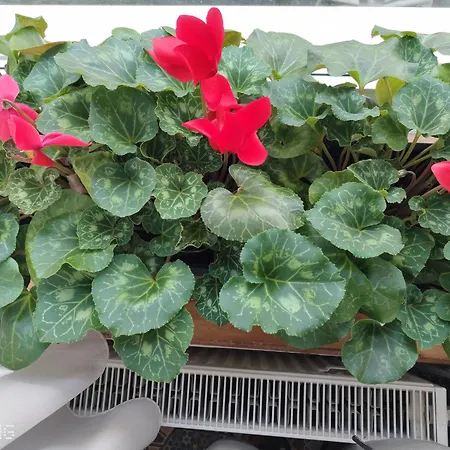 Catalin Отель Брашов