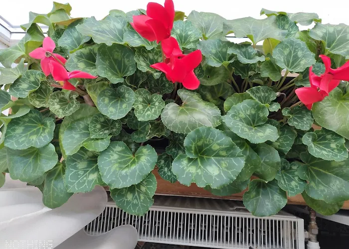 Catalin Отель Брашов